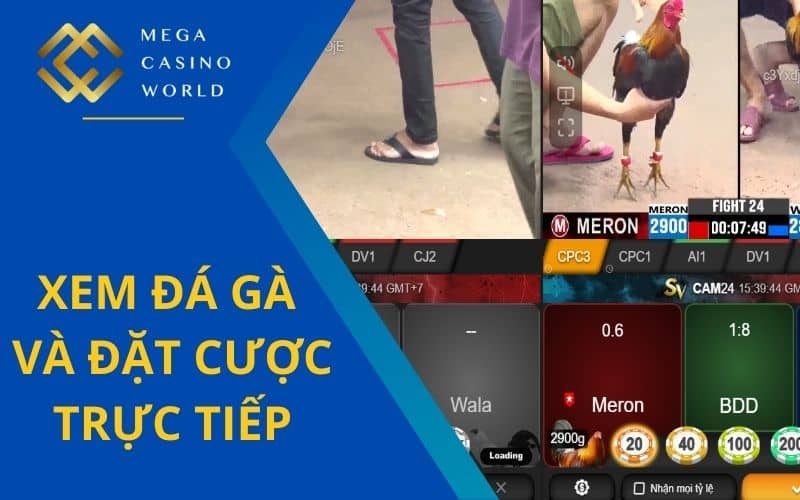 Người chơi có thể theo dõi trực tiếp và đặt cược đá gà